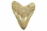 Serrated, Fossil Megalodon Tooth - Repaired Crack #226233-1